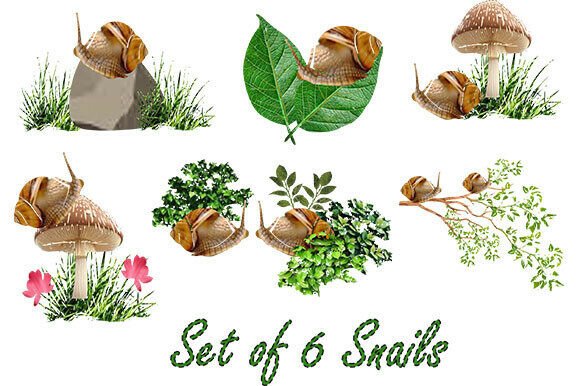 A Set of 6 Snails: Enhancing Creativity with Whimsical Clip Art